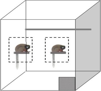 An Animal Model for Mammalian Attachment: Infant Titi Monkey (Plecturocebus cupreus) Attachment Behavior Is Associated With Their Social Behavior as Adults